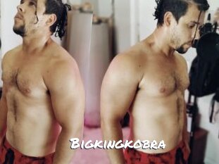 Bigkingkobra